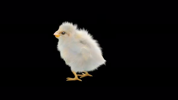 Baby Chicks Dancing 4K