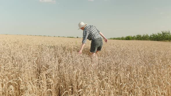 woman walking through the meadow in thick high wheat and her hand touches the spikelets of the ears