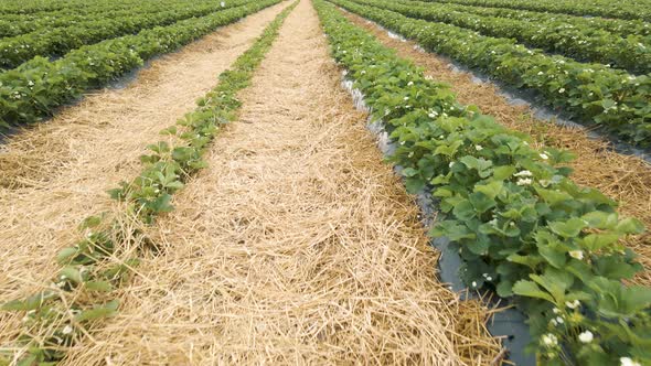 Aerial View of Rows of Strawberries Plants in Bloom in the Farm Landscape