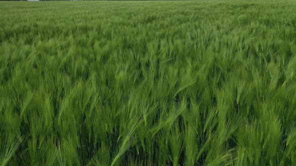 Green field background. Organic plants growing on fields in the countryside. 