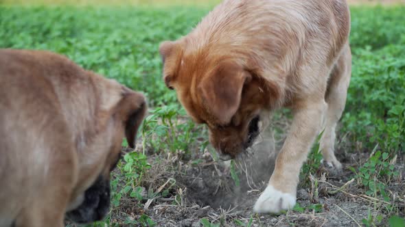 Two dogs digging a hole in the grass
