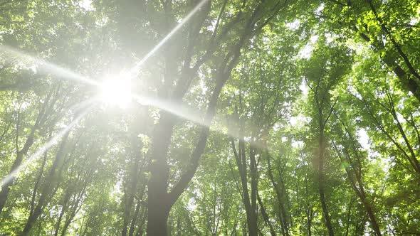 summer forest trees. nature green wood sunlight backgrounds.