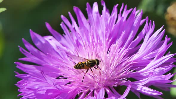 Bee Work in Big Beautiful Flower in Spring Field, Nature Wildlife Shot, Honeybee