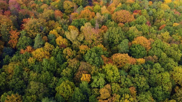 Colours reach autumn forrest park tree tops view from above 