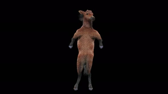 55 Horse Dancing 4K