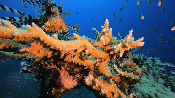 Red Sea Lionfish