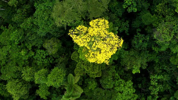 A nature background of a rainforest: a Guayacan Tree with yellow flowers