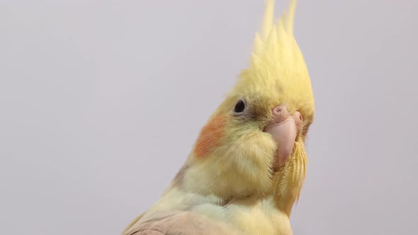 Beautiful Australian Medium Yellow Parrot Sitting on a Branch