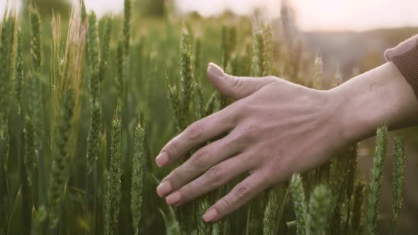 Woman Walks Through a Green Wheat Field and Touches the Ears of Wheat with Her Hands Against the