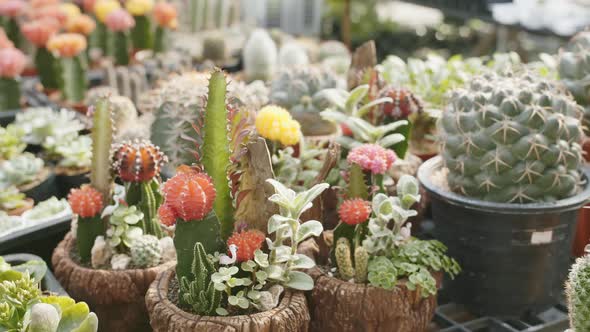 A couple of ruby ball cactus surrounded by a large golden barrel cactus, close up