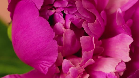 Timelapse of a Beautiful Pink Peony Flowering and Blooming