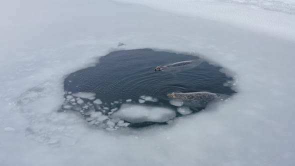 Far Eastern Seal Float to the Surface of the Sea Among the Ice Floes