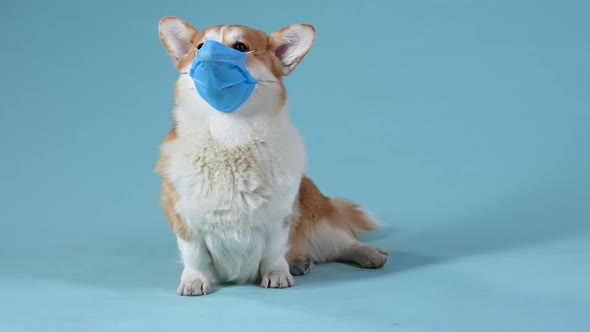 Welsh Corgi Pembroke Sits in a Medical Mask in the Studio on a Bluish Background