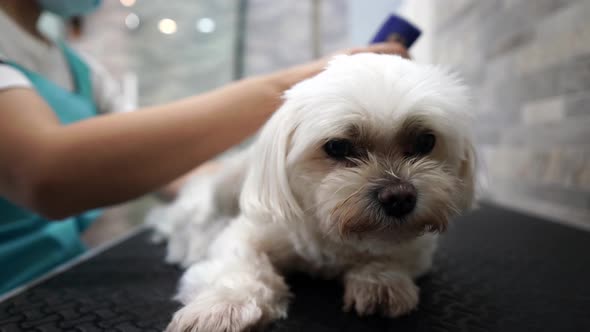 Woman groomer trimming fur of obedient small dog in modern veterinary studio