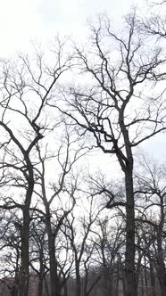 Vertical Video of the Forest with Trees Without Leaves Slow Motion