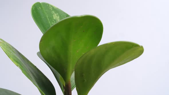 Close Up Of Rubber Plant Revolving Around Itself On The White Screen Background