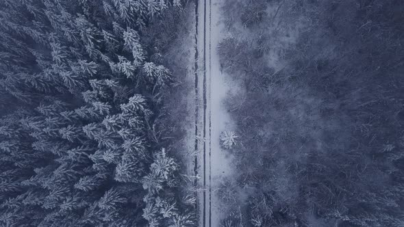 Top View Of Isolated Road Covered With Snow In Lush Forest. Aerial Drone Shot