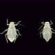 Young aphid under a microscope - VideoHive Item for Sale