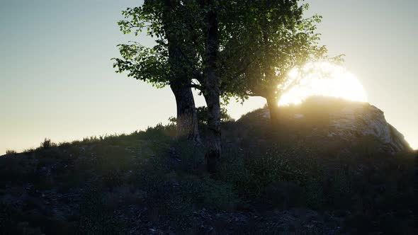 Trees on Rocks in Mountains at Sunset