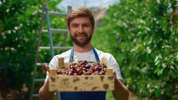 Business Farmer Presenting Cherry Box Eco Food in Orchard Greenhouse Plantation