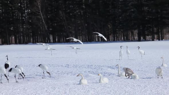 Japanese Cranes Hokkaido Japan