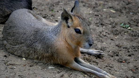 Patagonian Mara Rabbit Animal resting on soil in nature during sunlight,close up (Dolichotis Patagon