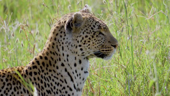 Leopard Closeup In African Savanna With High Grass Turning Head Looking For Prey