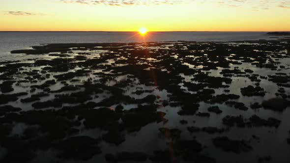 Thickets of Reeds Along the Shore