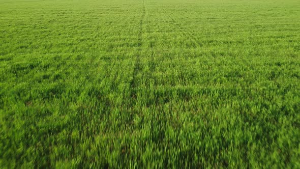 Aerial View on Green Wheat Field in Countryside