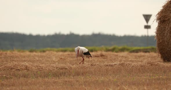 Adult European White Stork Walking In Agricultural Field In Belarus