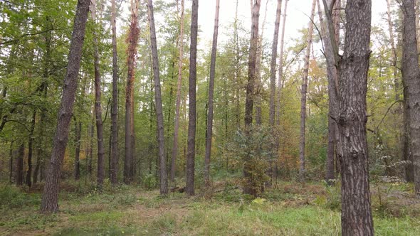 Forest with Trees in an Autumn Day