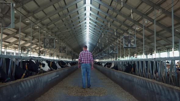 Farmland Employee Walking Cowshed Rows Watching Cows