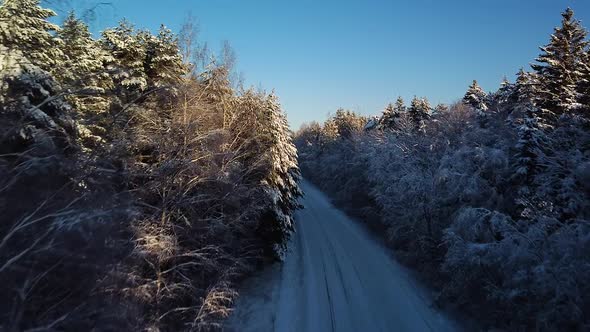 Beautiful scenic aerial view of a winter forest in sunny winter day, trees covered with fresh snow,