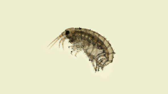 Young Gammaroidea under a microscope, Amphipoda Order