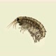 Young Gammaroidea under a microscope, Amphipoda Order - VideoHive Item for Sale