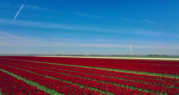 Field of Red and White tulips under spinning windmills and blue sky in northern Holland.