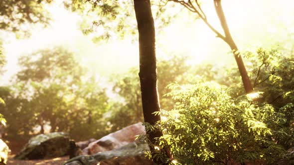 Colorful Mystical Forest with Sun Ray and Lens Flare at Morning