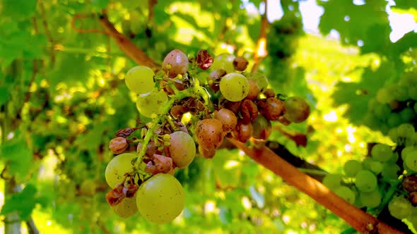 Closeup of rotting Sauvignon grapes