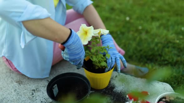 Woman planting petunia surfinia flowers pot, gardening concept