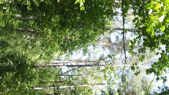 Vertical Video of a Summer Beautiful Forest in the Afternoon