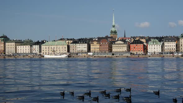 Canada Geese with sodermalm at the background in Stockholm Sweden