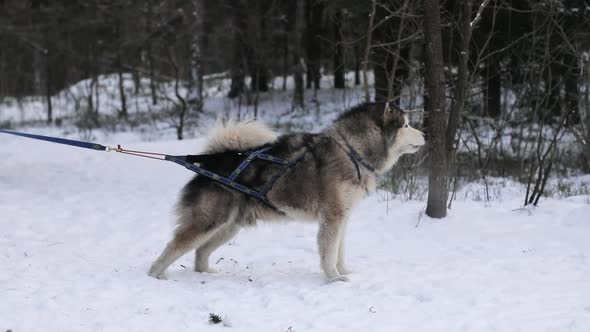 Husky male dog on a leash in the winter forest