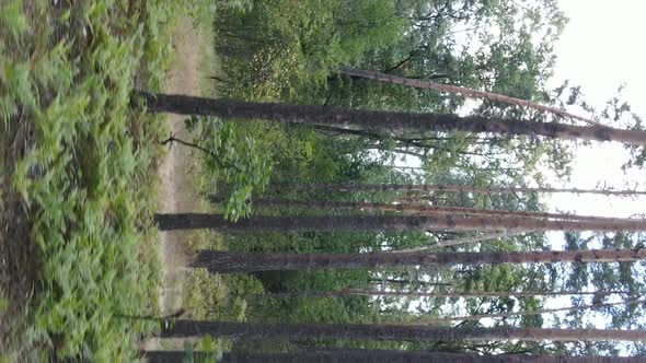 Vertical Video of a Forest with Trees