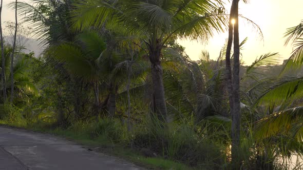 Point of View Shot of a Beautiful Tropical Road with Palm Trees and a Lake Behind the Trees During