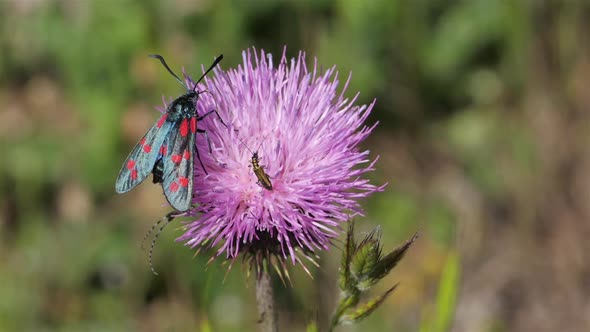 Zygaena lavandulae on a Thistle. Souther france, Occitanie.