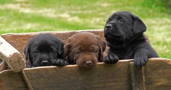 Labrador Retriever, Brown and Black Puppies in a Wheelbarrow, Normandy in France, Slow Motion 4K