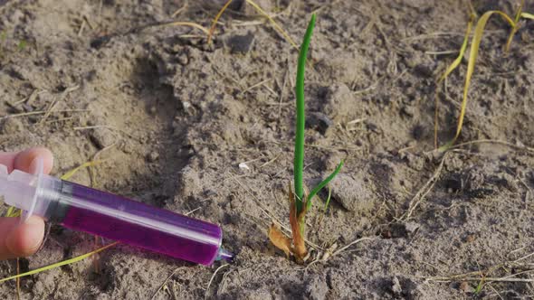 A Hand Inserts a Syringe with a Bright Purple Liquid Into an Onion Growing in a Garden Bed Closeup