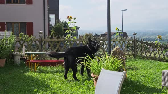 Domestic Dog of Shepherd Breed Walks and Barks on Green Lawn in Courtyard House