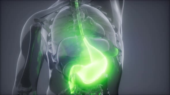 Human Stomach Radiology Exam alt