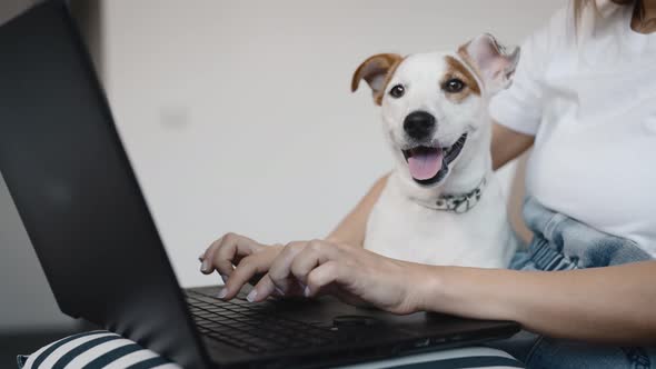 Jack Russell Terrier and His Owner a Young Woman